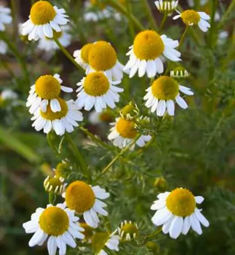 Matricaria recutita - German Chamomile - Image 4