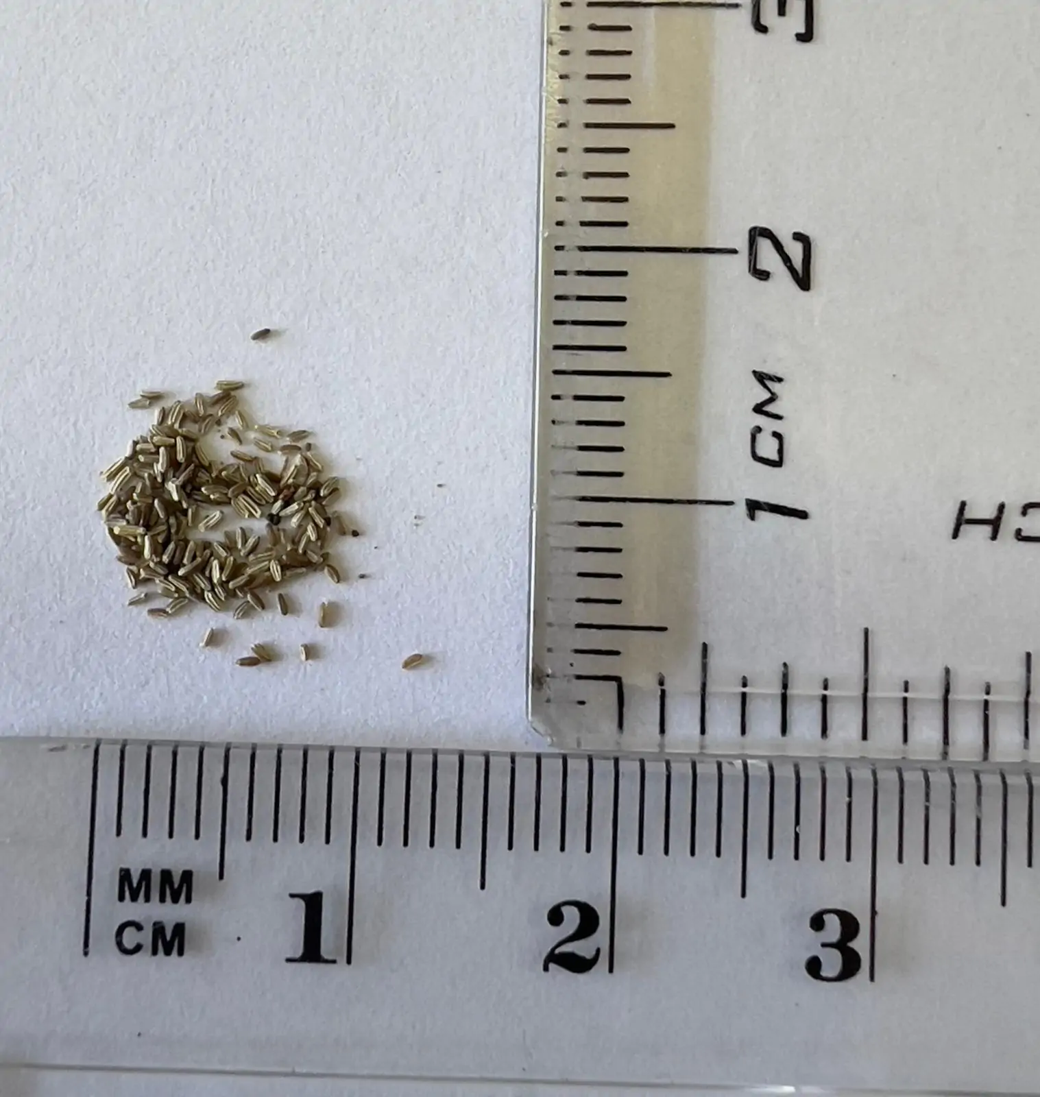 Matricaria recutita - German Chamomile - Image 6