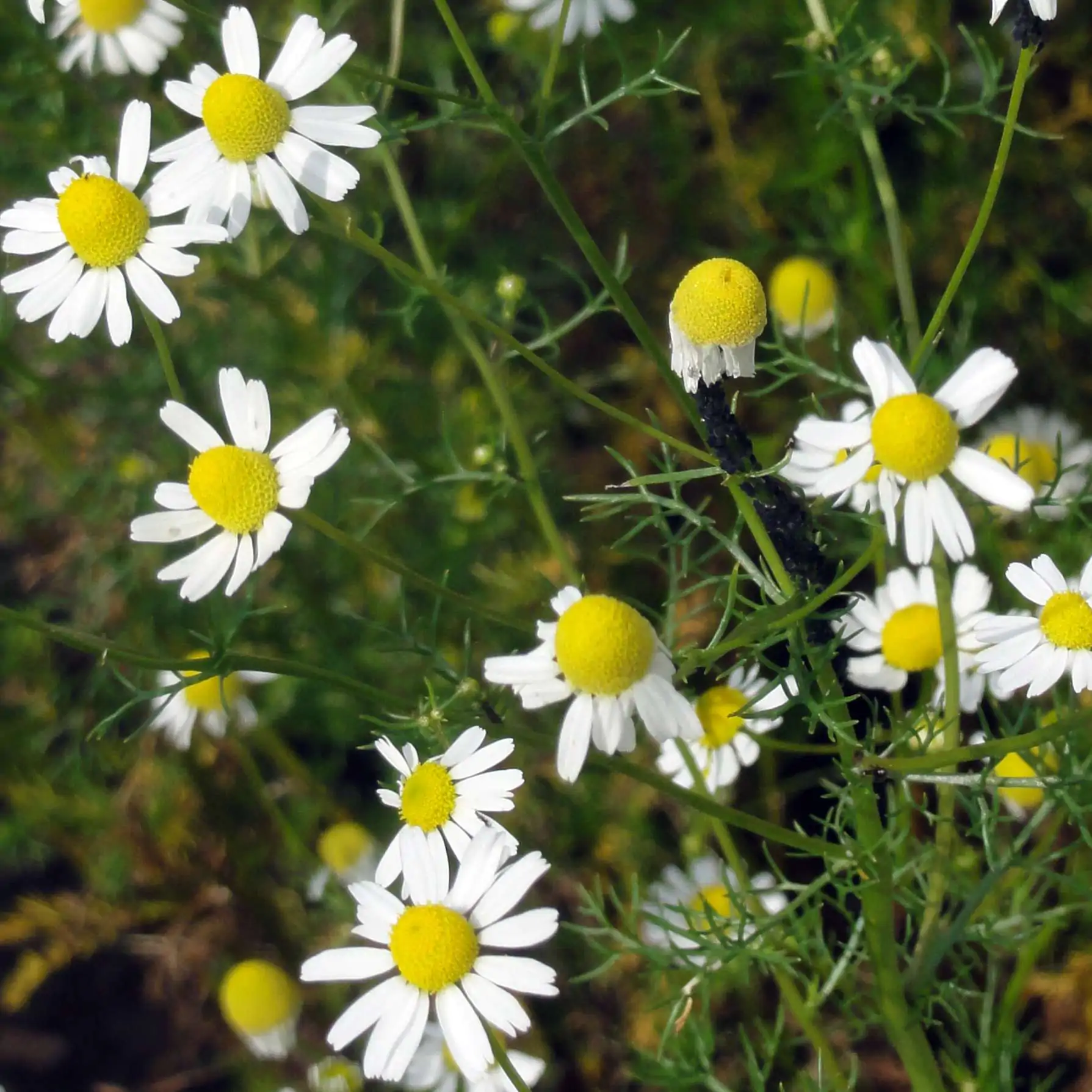 Matricaria recutita - German Chamomile - Image 7