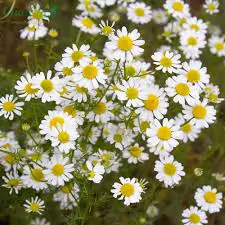 Matricaria recutita - German Chamomile - Image 8