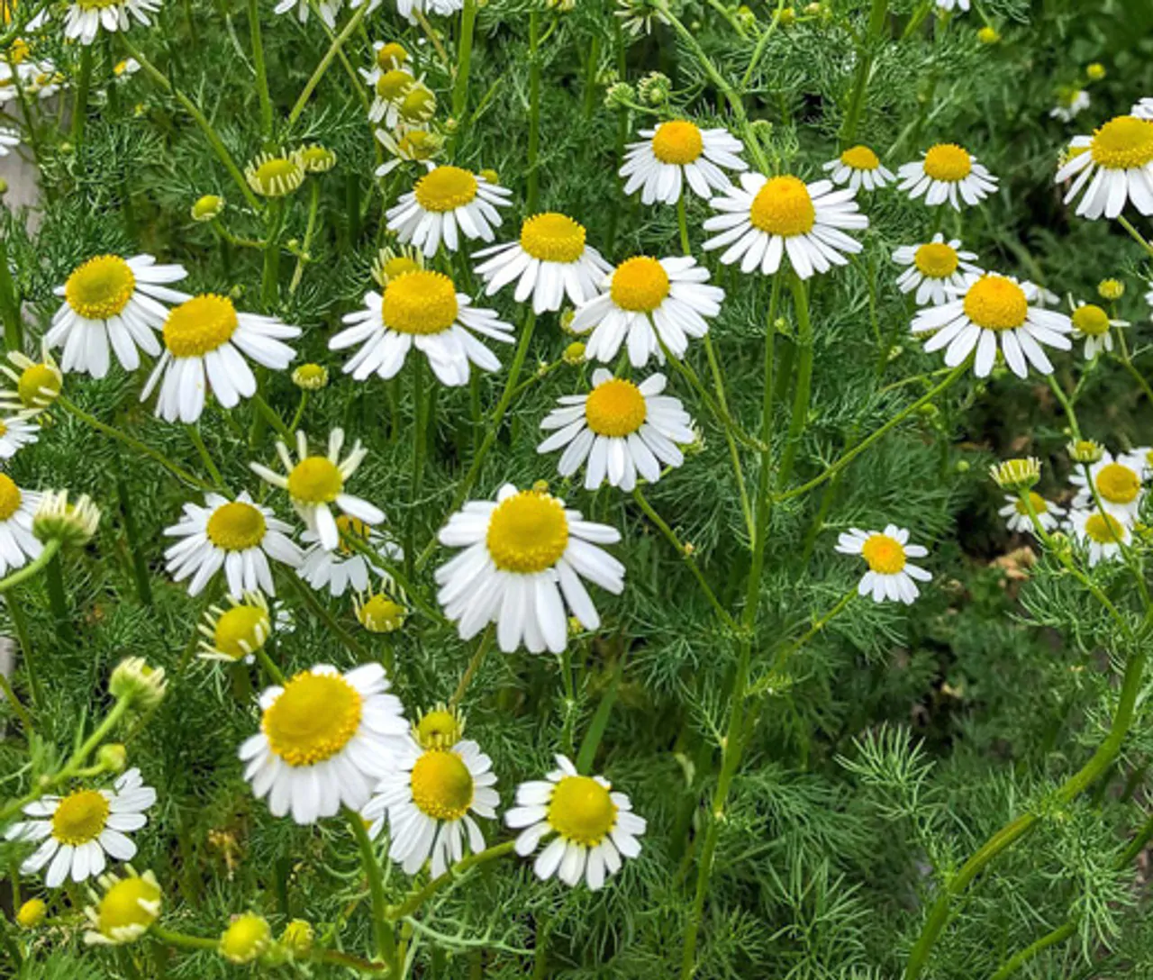 Matricaria recutita - German Chamomile - Image 9