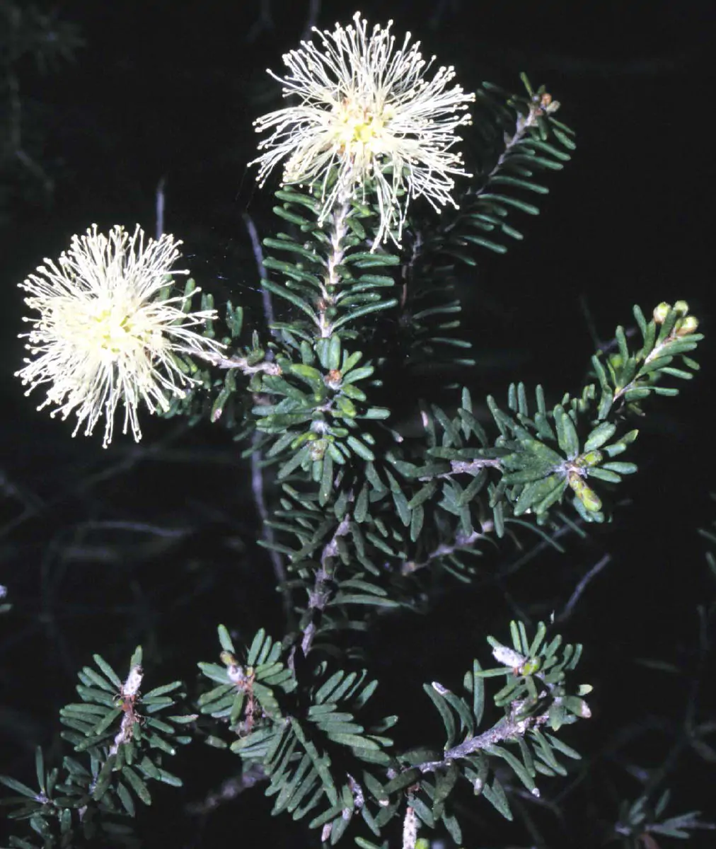 Melaleuca pustulata - Cranbrook Paperbark, Warty Paperbark - Image 9