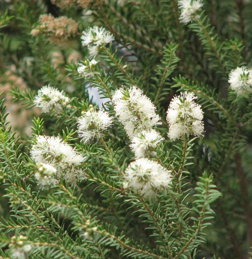 Melaleuca pustulata - Cranbrook Paperbark, Warty Paperbark - Image 10
