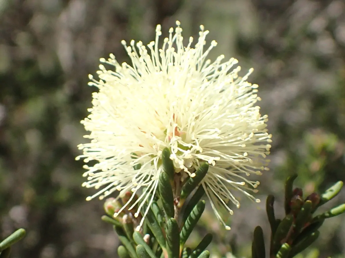 Melaleuca pustulata - Cranbrook Paperbark, Warty Paperbark - Image 11