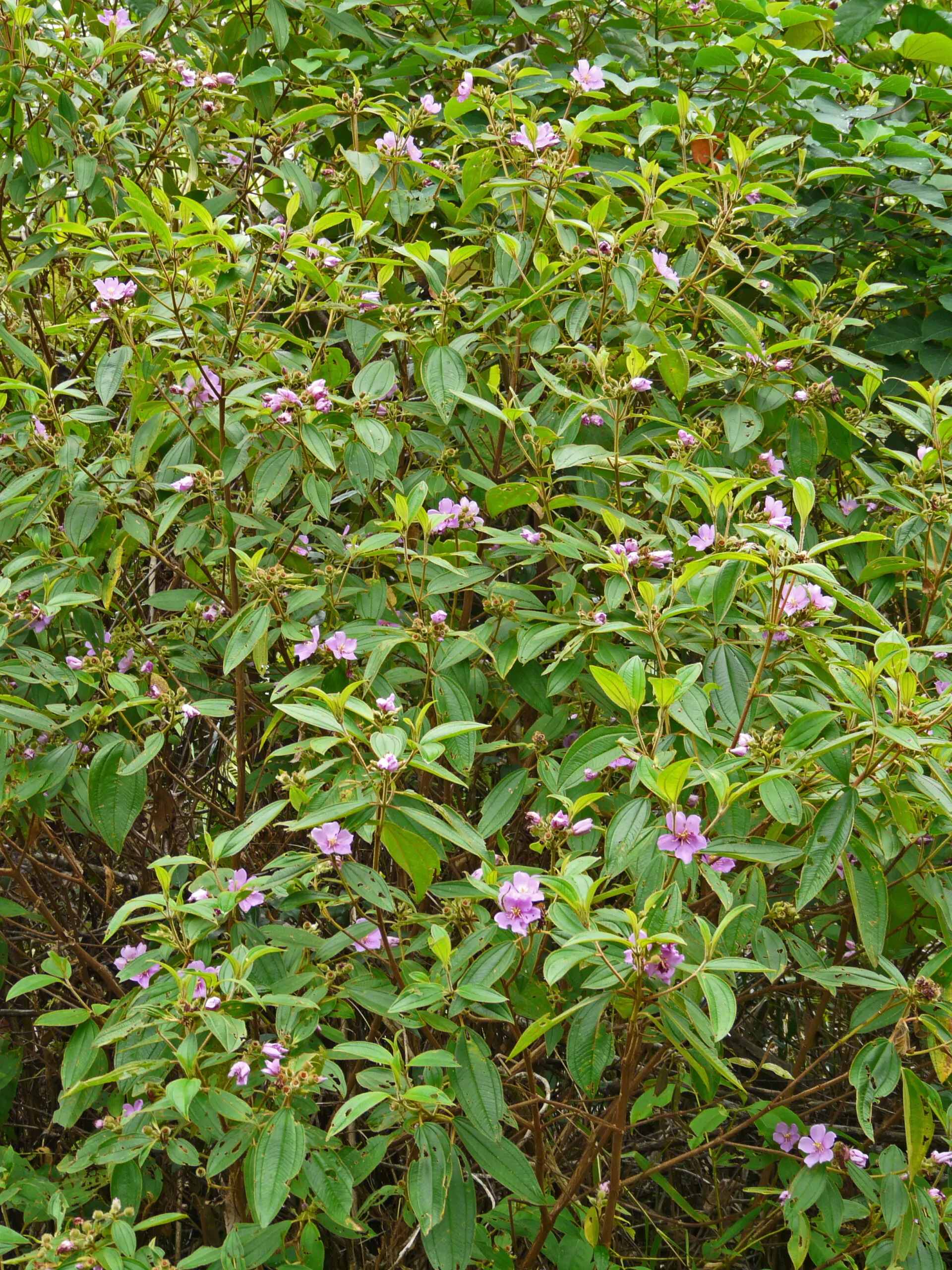 Melastoma malabathricum - Blue Tongue, Malabar Melastome, Indian rhododendron - Image 6