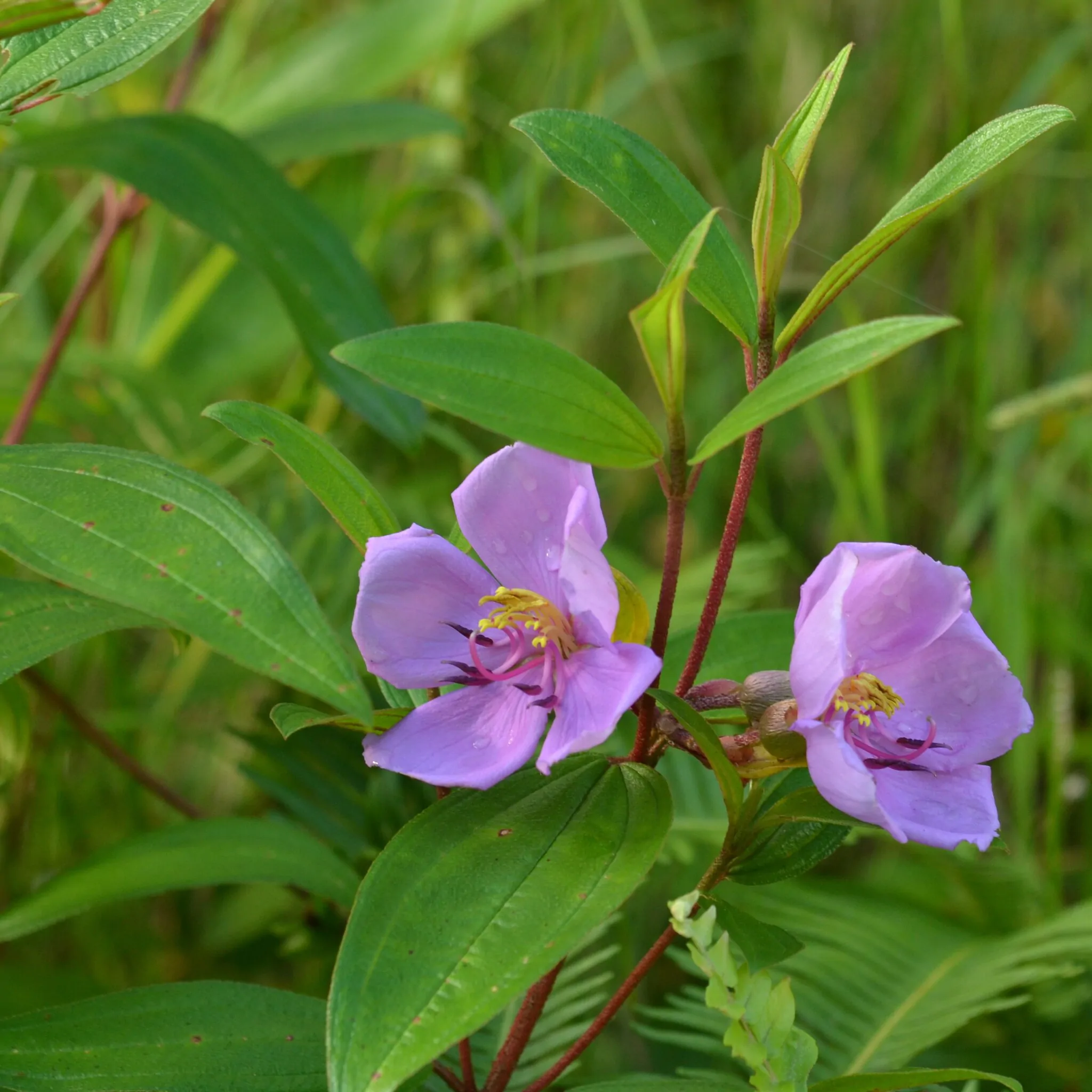Melastoma malabathricum - Blue Tongue, Malabar Melastome, Indian rhododendron - Image 9