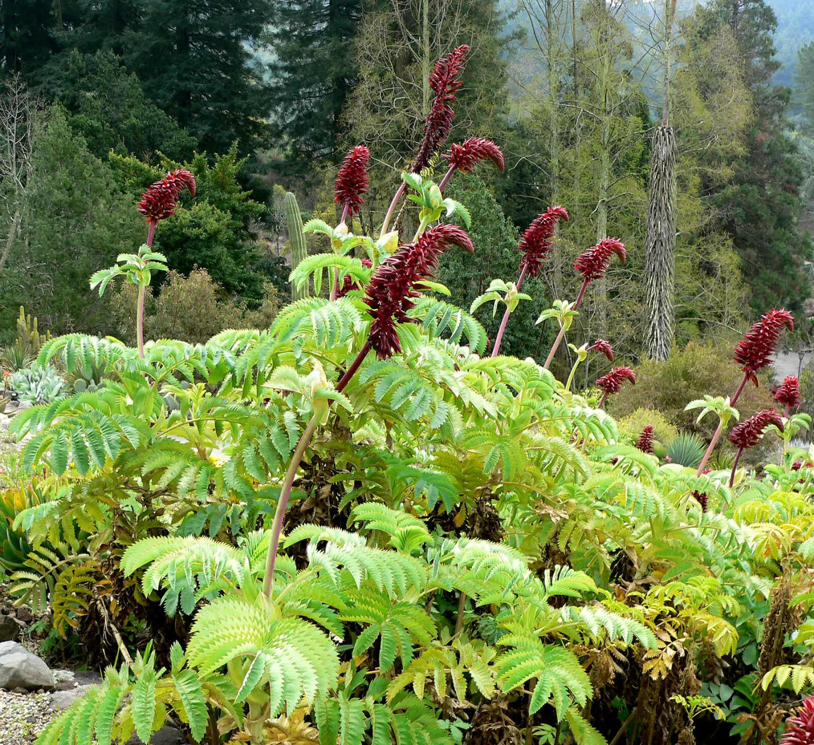 Melianthus major - Giant Honey Flower