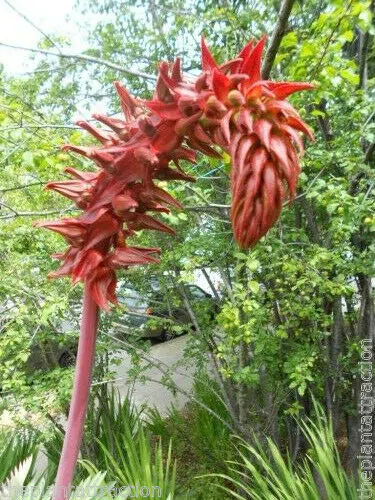 Melianthus major - Giant Honey Flower - Image 3