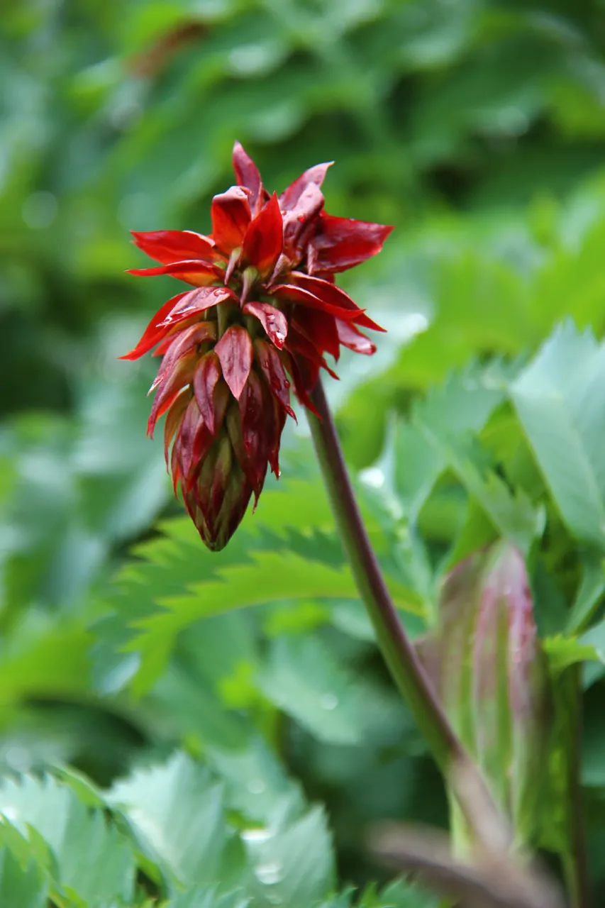 Melianthus major - Giant Honey Flower - Image 5