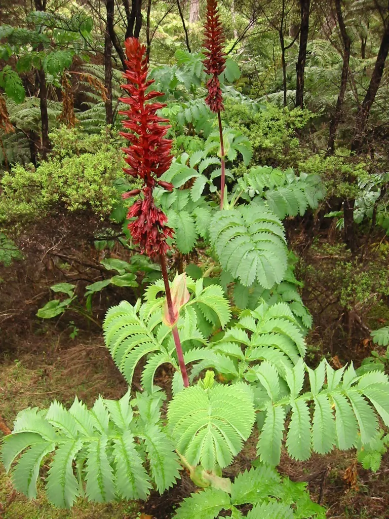 Melianthus major - Giant Honey Flower - Image 8
