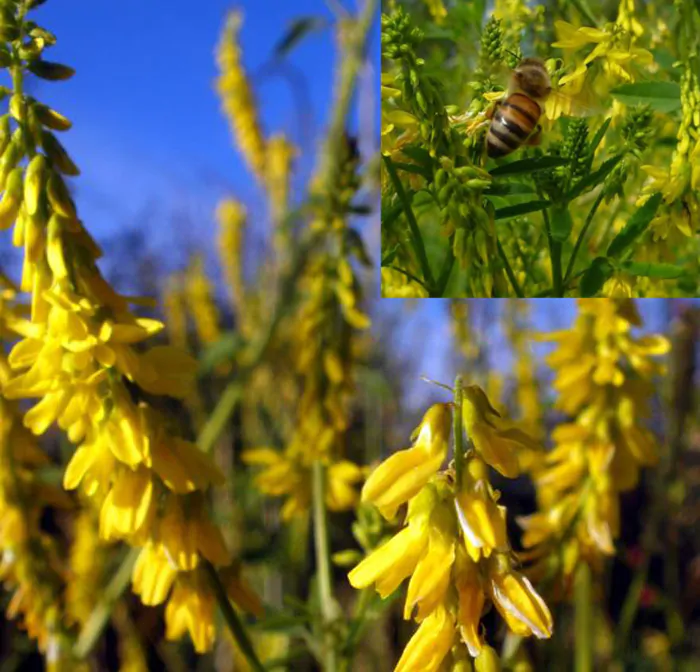 Melilotus officinalis - Clover, Yellow Sweet