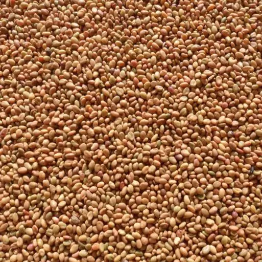 Melilotus officinalis - Clover, Yellow Sweet - Image 3