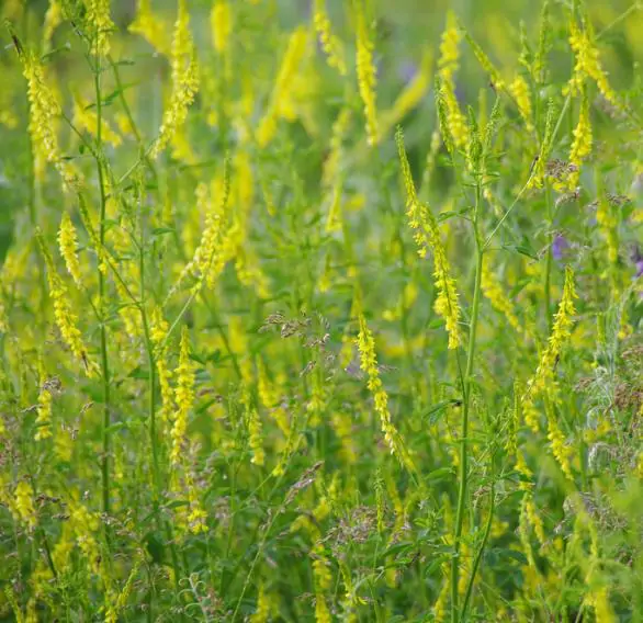 Melilotus officinalis - Clover, Yellow Sweet - Image 5