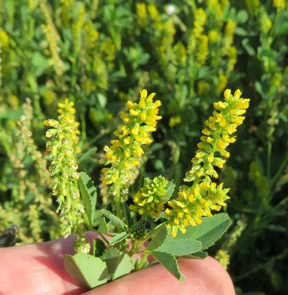 Melilotus officinalis - Clover, Yellow Sweet - Image 6