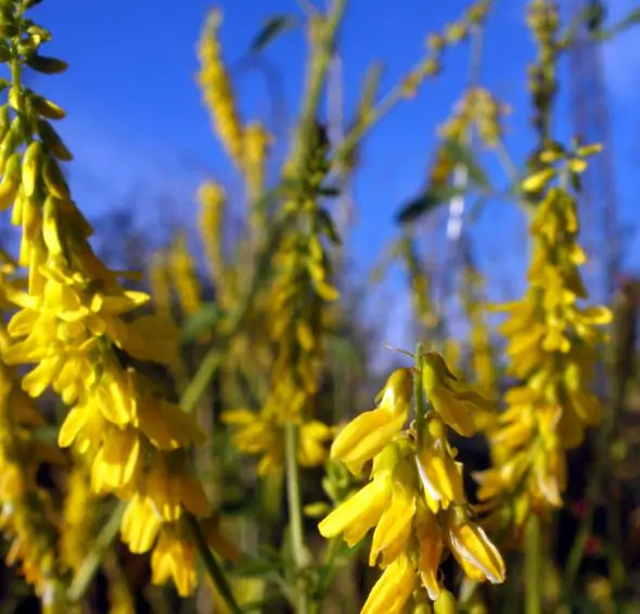 Melilotus officinalis - Clover, Yellow Sweet - Image 7