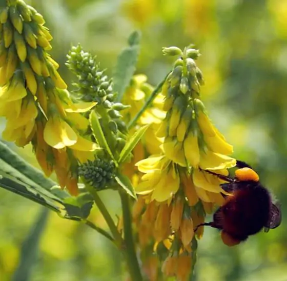 Melilotus officinalis - Clover, Yellow Sweet - Image 9