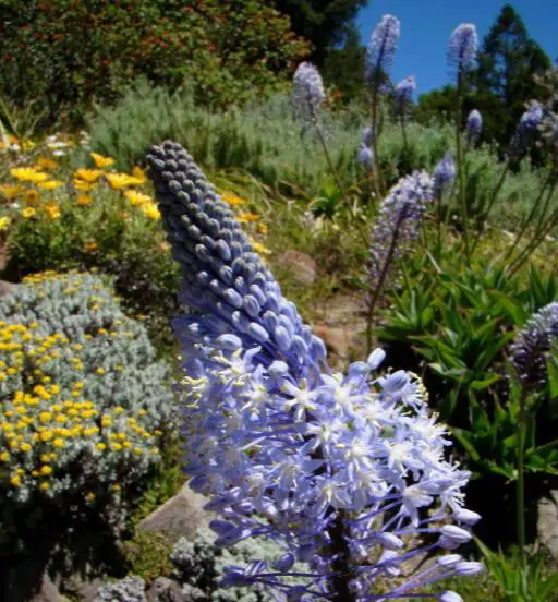 Merwilla plumbea / Scilla natalensis - Blue Liry Of The Mountain, Lirio Blue Snake Head, Wild Squill, Blue Squill - Image 2