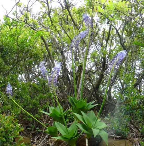 Merwilla plumbea / Scilla natalensis - Blue Liry Of The Mountain, Lirio Blue Snake Head, Wild Squill, Blue Squill - Image 9