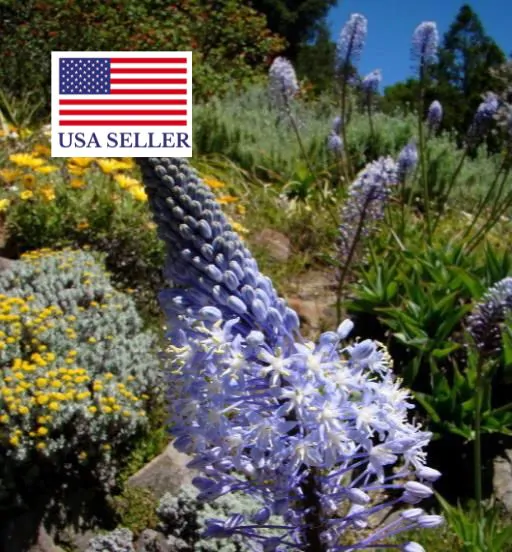 Merwilla plumbea / Scilla natalensis - Blue Liry Of The Mountain, Lirio Blue Snake Head, Wild Squill, Blue Squill - Image 10
