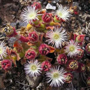 Mesembryanthemum crystallinum - Ice Plant