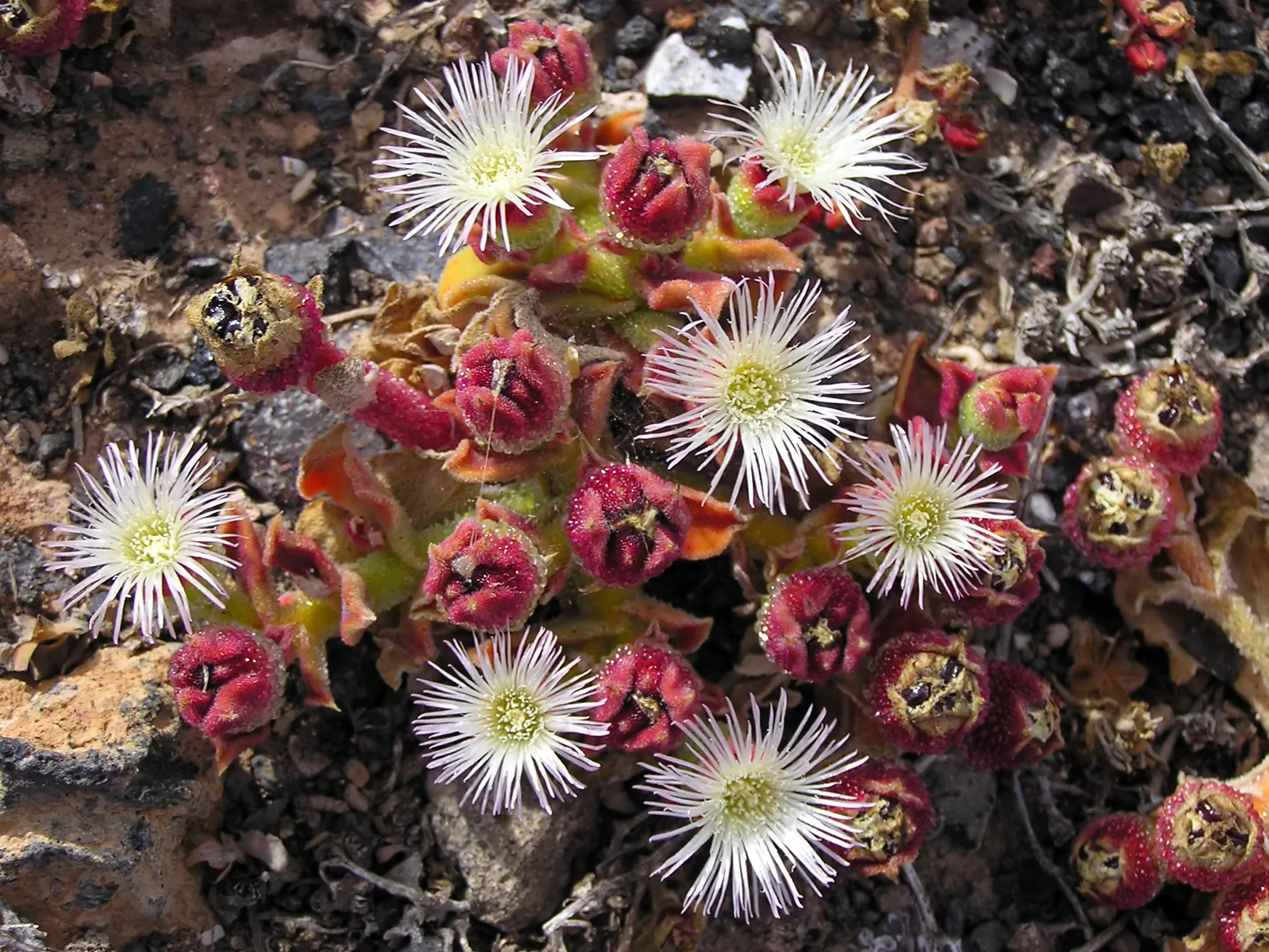 Mesembryanthemum crystallinum - Ice Plant