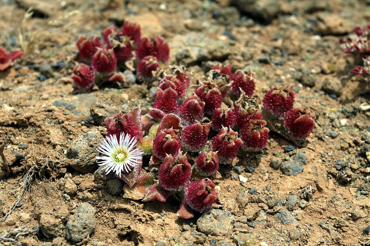 Mesembryanthemum crystallinum - Ice Plant - Image 2