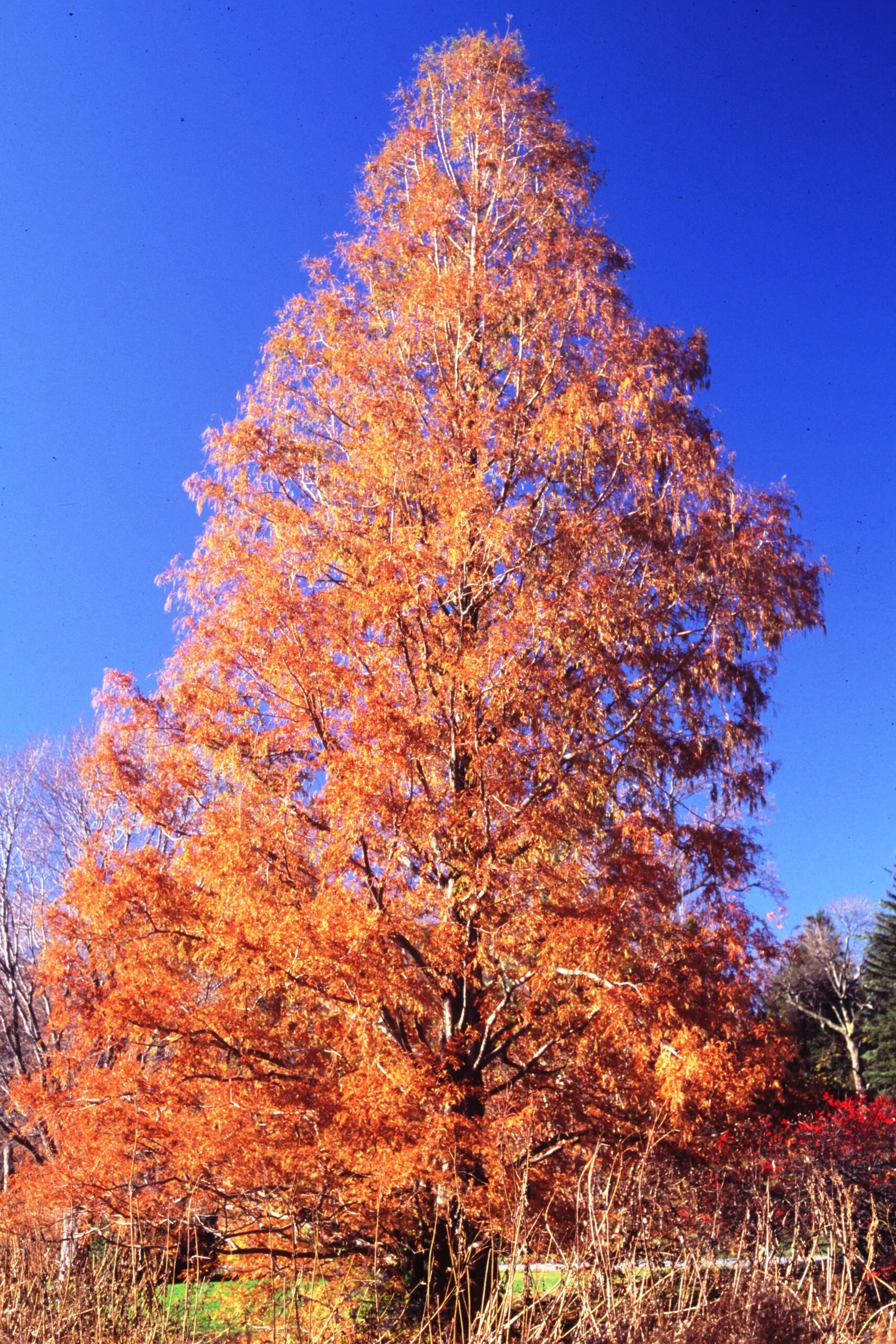 Metasequoia glyptostroboides - Dawn Redwood