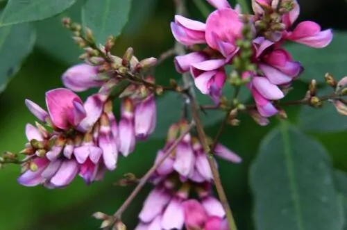 Millettia pinnata / Pongamia pinnata - Indian Beech Tree, Honge Tree - Image 3