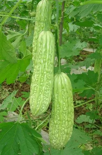 Momordica charantia 'Green' - Bitter Melon - Image 3