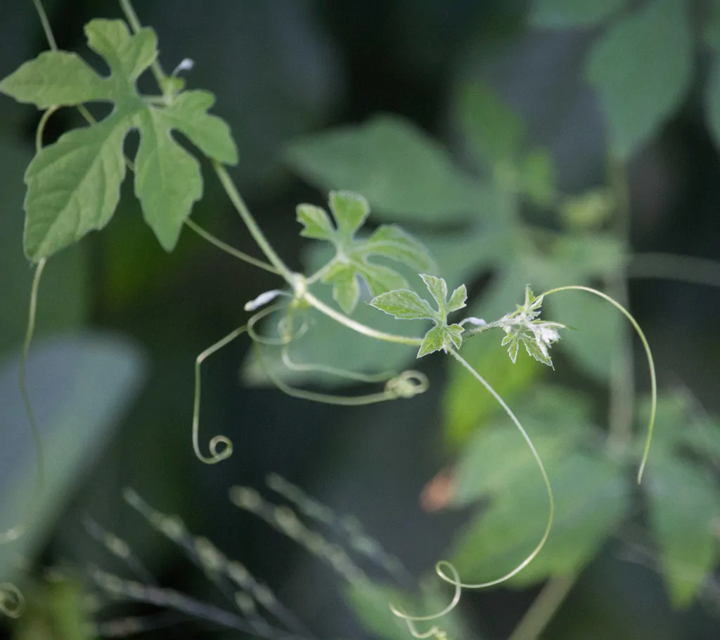 Momordica charantia 'Green' - Bitter Melon - Image 5