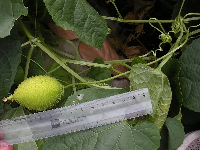 Momordica subangulata subsp. renigera - Wild bitter gourd - Image 2