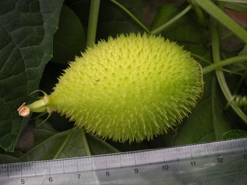 Momordica subangulata subsp. renigera - Wild bitter gourd