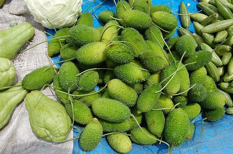 Momordica subangulata subsp. renigera - Wild bitter gourd - Image 3