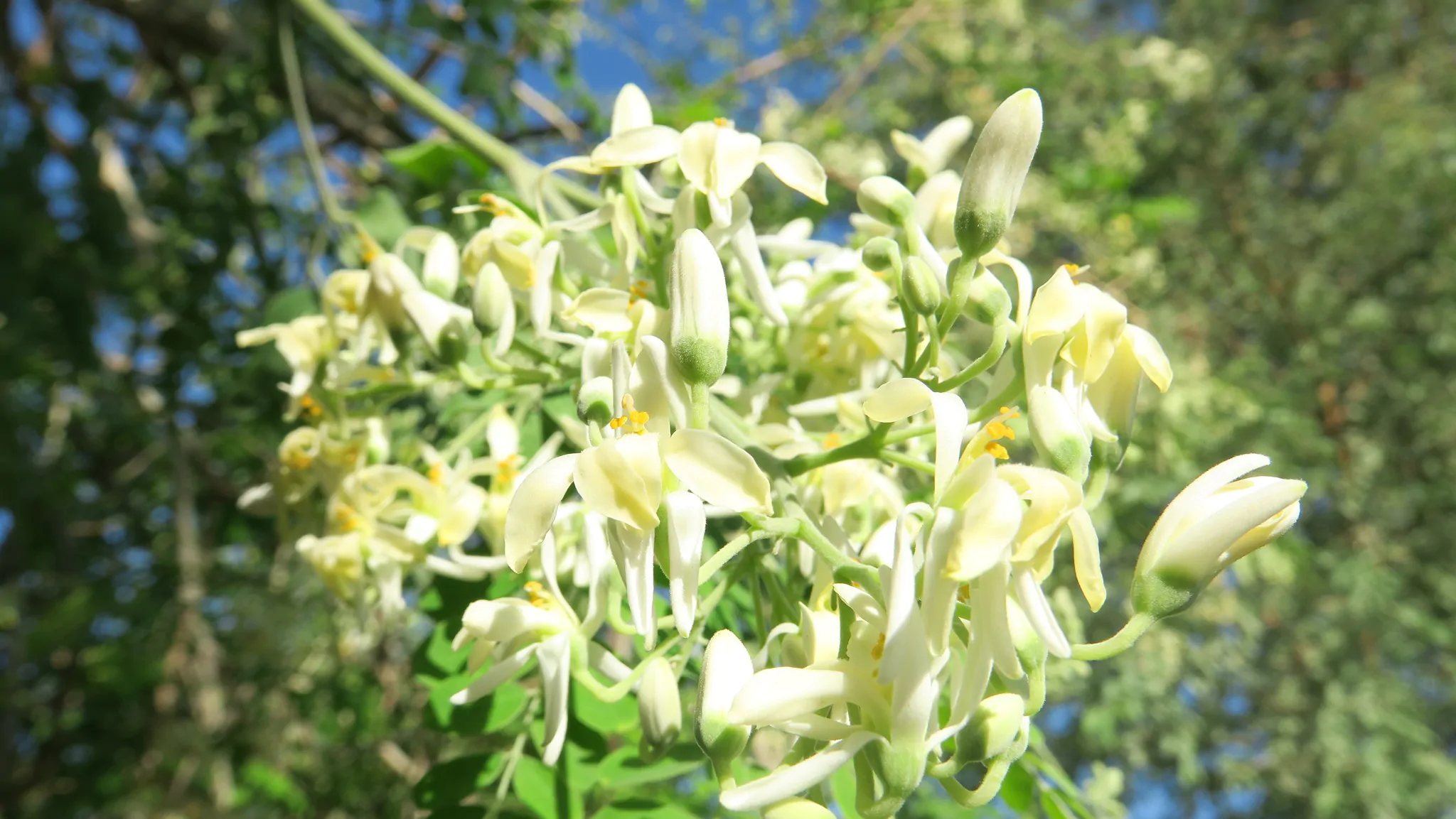 Moringa oleifera - Moringa, Drumstick Tree, Horseradish Tree, And Ben Oil Tree, Benzolive Tree