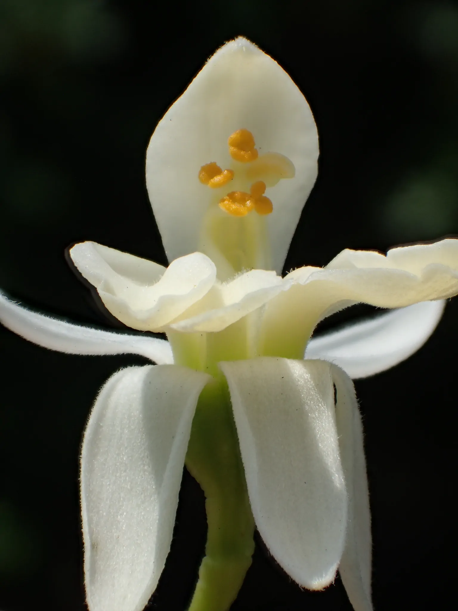Moringa oleifera - Moringa, Drumstick Tree, Horseradish Tree, And Ben Oil Tree, Benzolive Tree - Image 2