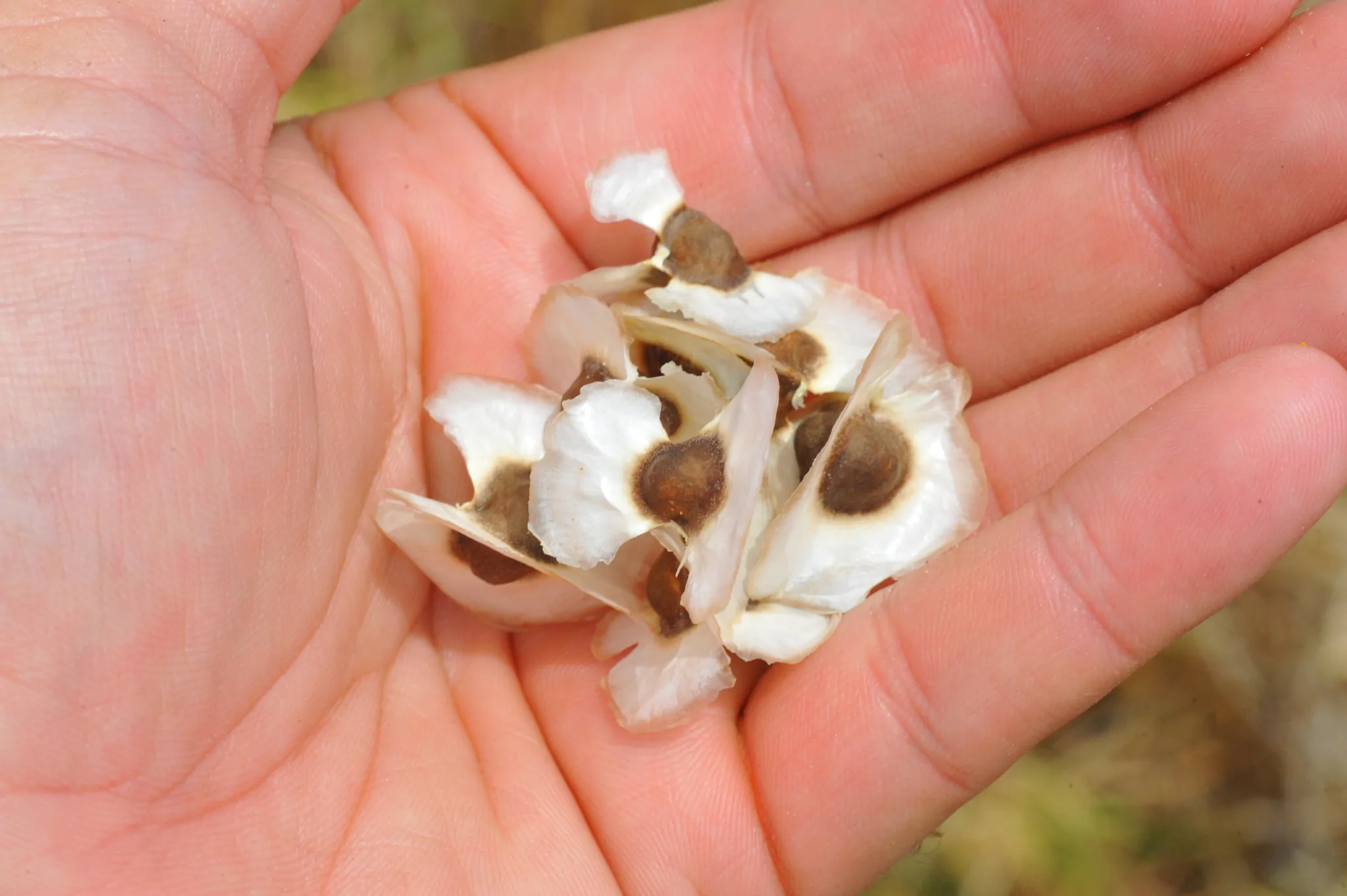 Moringa oleifera - Moringa, Drumstick Tree, Horseradish Tree, And Ben Oil Tree, Benzolive Tree - Image 3