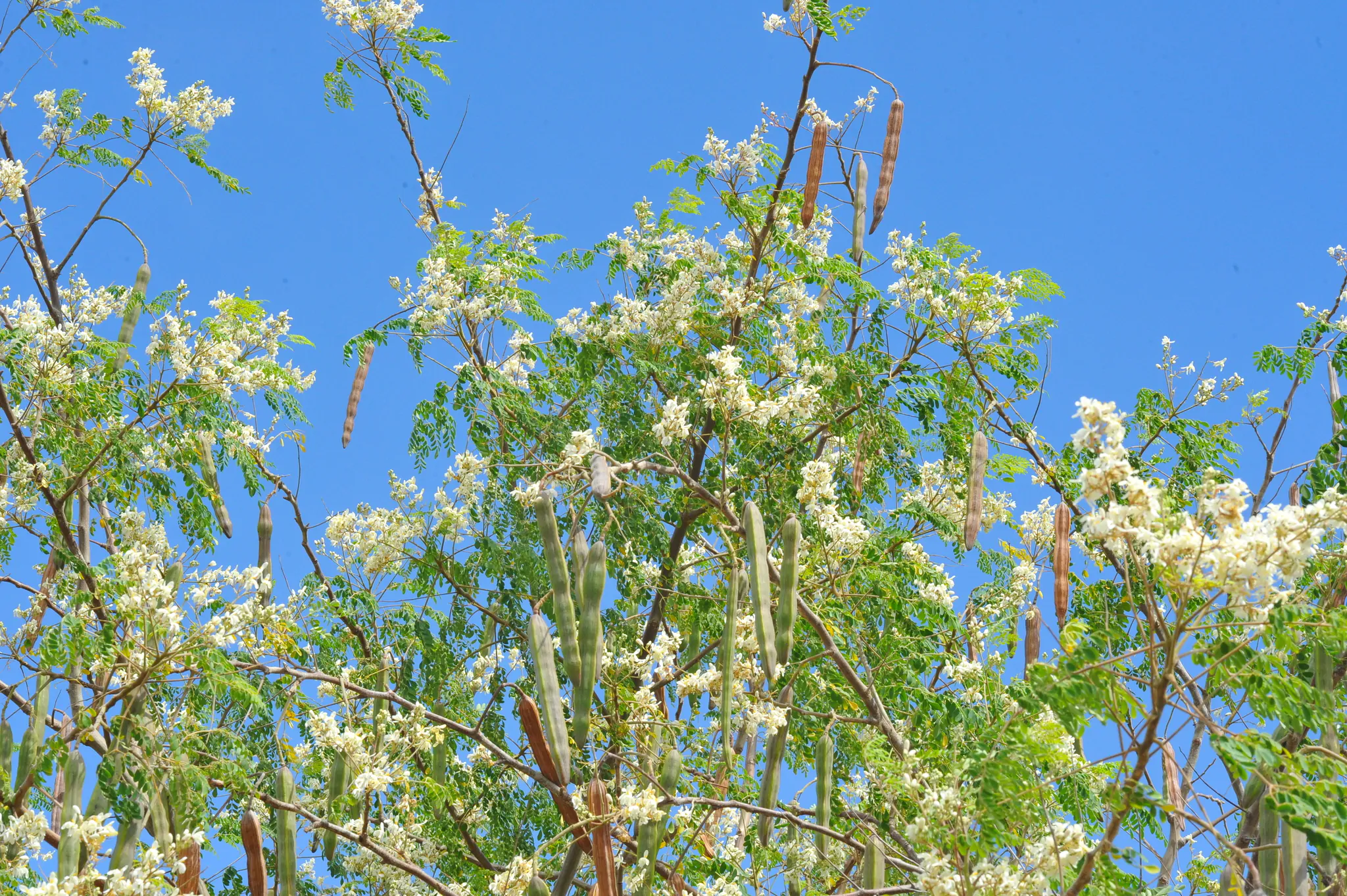 Moringa oleifera - Moringa, Drumstick Tree, Horseradish Tree, And Ben Oil Tree, Benzolive Tree - Image 4