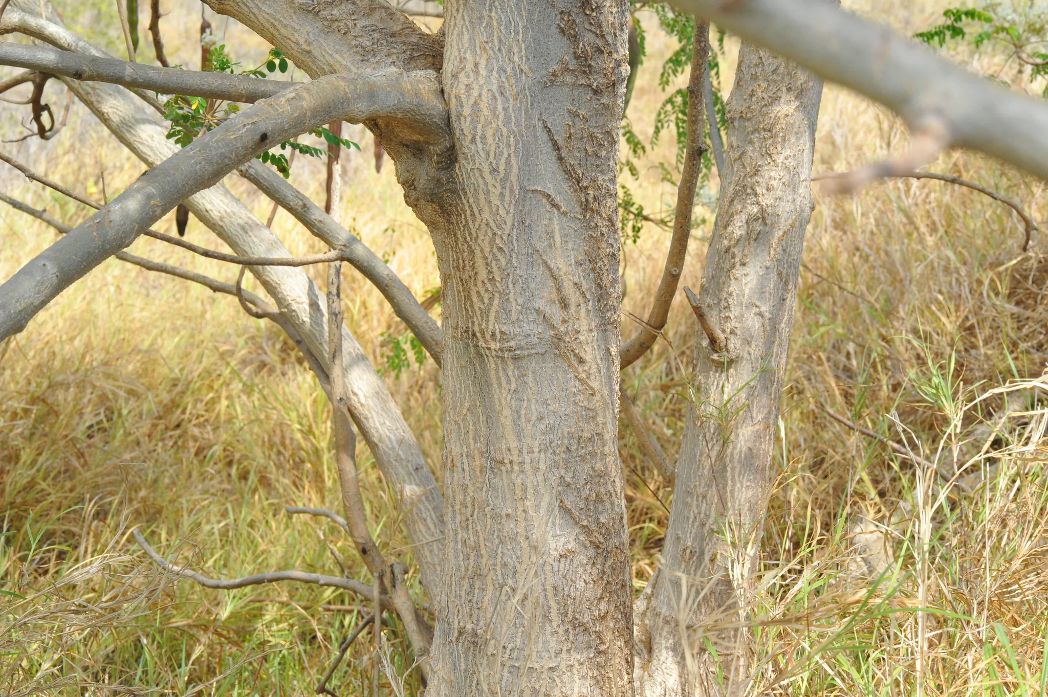 Moringa oleifera - Moringa, Drumstick Tree, Horseradish Tree, And Ben Oil Tree, Benzolive Tree - Image 7