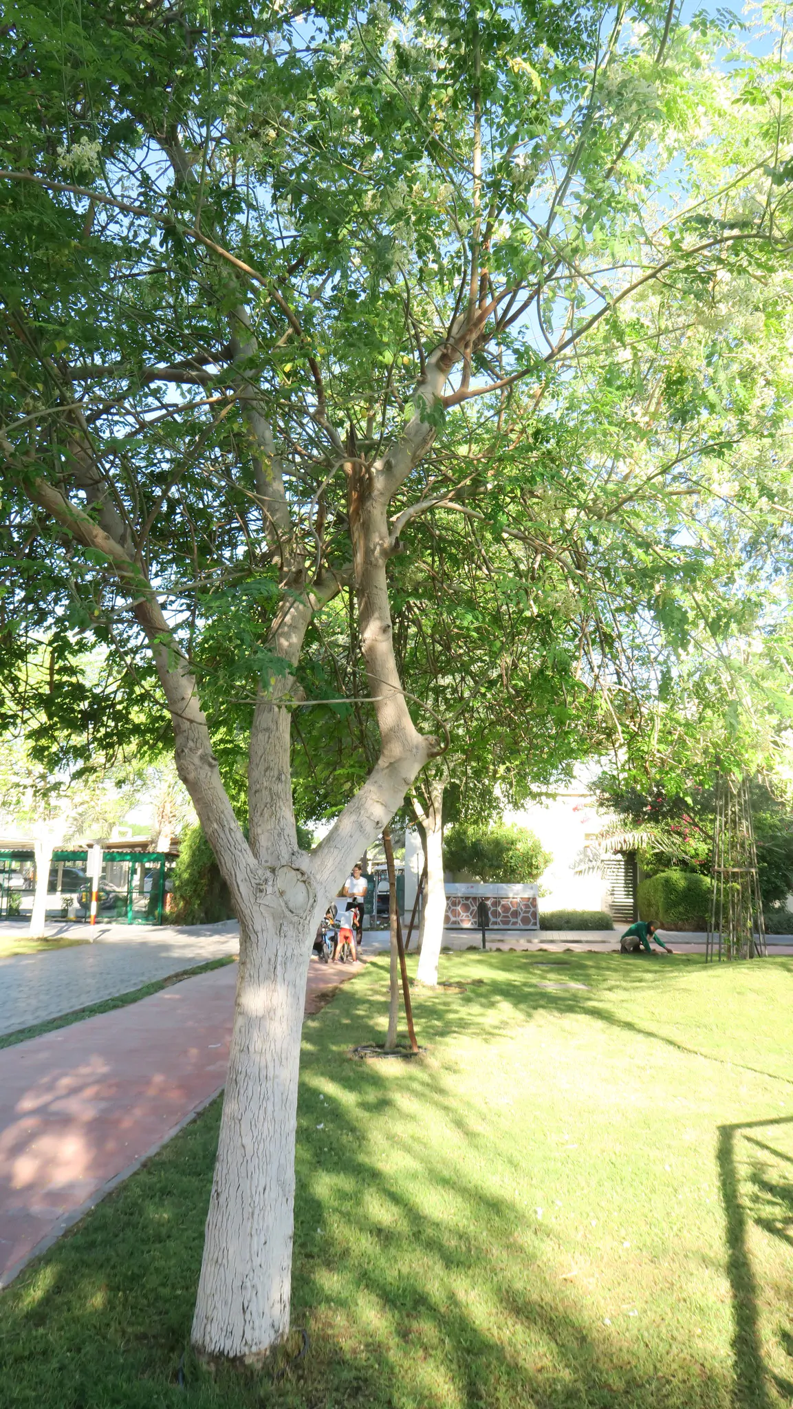 Moringa oleifera - Moringa, Drumstick Tree, Horseradish Tree, And Ben Oil Tree, Benzolive Tree - Image 10