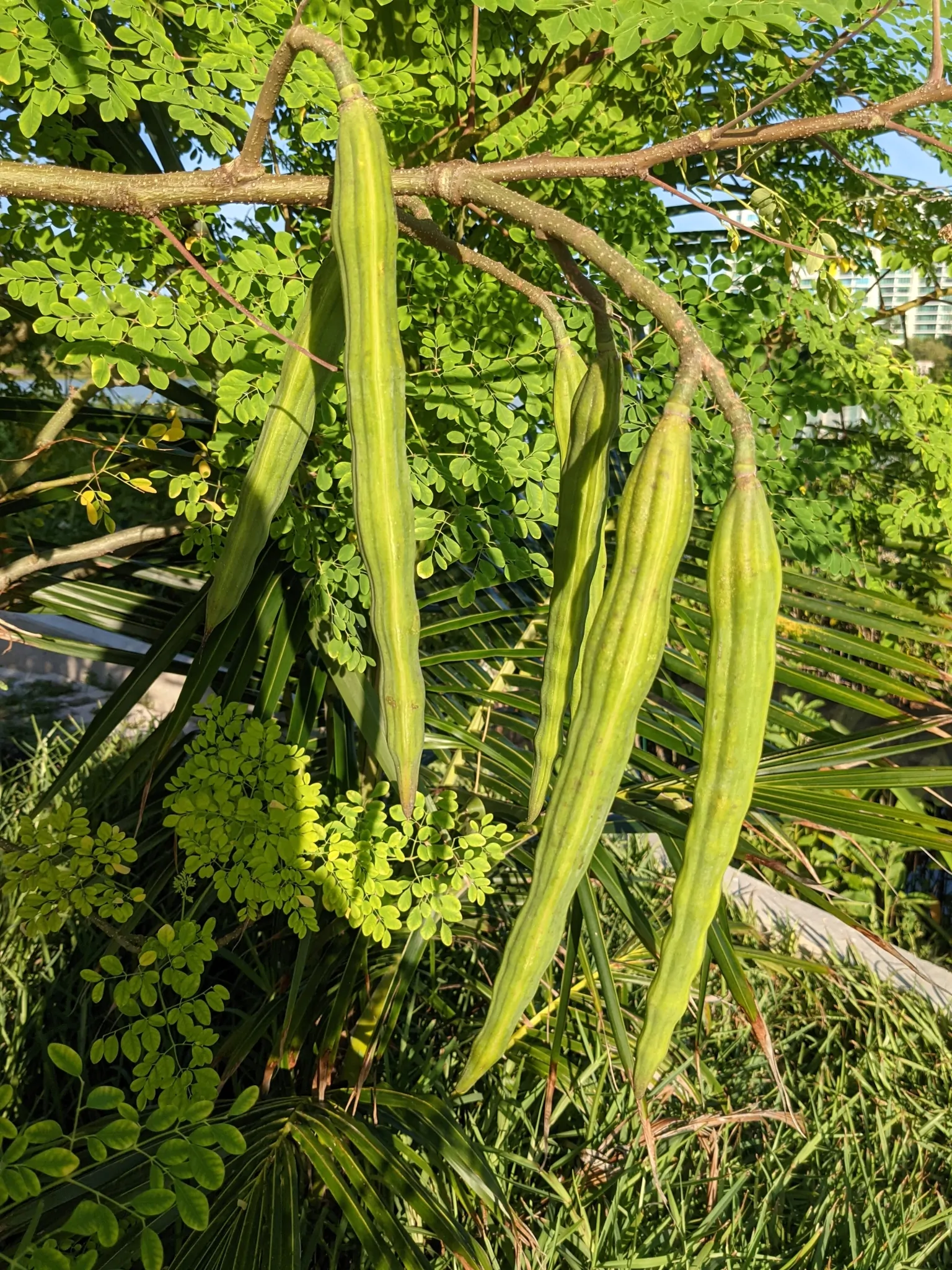 Moringa oleifera - Moringa, Drumstick Tree, Horseradish Tree, And Ben Oil Tree, Benzolive Tree - Image 11