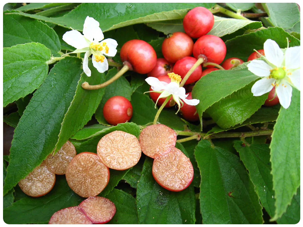 Muntingia calabura / Muntingia rosea - Cotton Candy Berry, Calabur Tree, Capulin, Festival Berry, Jamaica Cherry, Panama Berry