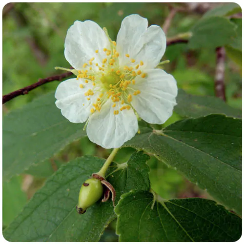 Muntingia calabura / Muntingia rosea - Cotton Candy Berry, Calabur Tree, Capulin, Festival Berry, Jamaica Cherry, Panama Berry - Image 2