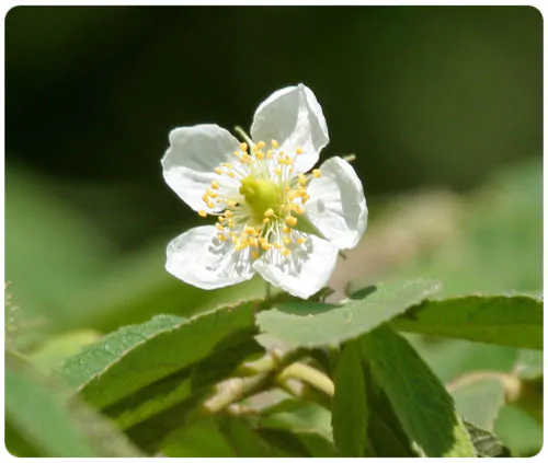 Muntingia calabura / Muntingia rosea - Cotton Candy Berry, Calabur Tree, Capulin, Festival Berry, Jamaica Cherry, Panama Berry - Image 4
