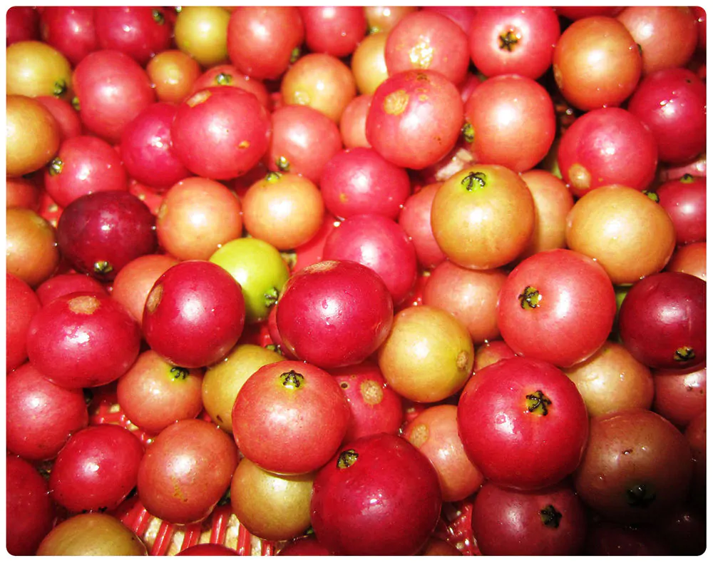 Muntingia calabura / Muntingia rosea - Cotton Candy Berry, Calabur Tree, Capulin, Festival Berry, Jamaica Cherry, Panama Berry - Image 5