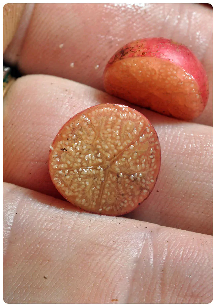 Muntingia calabura / Muntingia rosea - Cotton Candy Berry, Calabur Tree, Capulin, Festival Berry, Jamaica Cherry, Panama Berry - Image 6