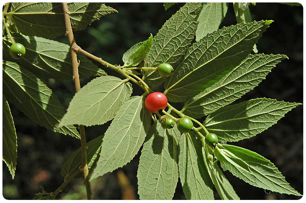 Muntingia calabura / Muntingia rosea - Cotton Candy Berry, Calabur Tree, Capulin, Festival Berry, Jamaica Cherry, Panama Berry - Image 7