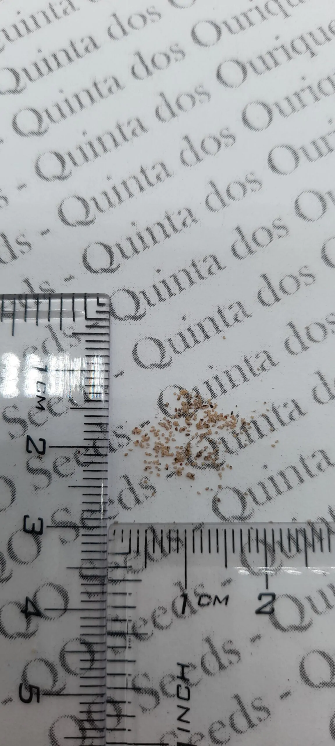 Muntingia calabura / Muntingia rosea - Cotton Candy Berry, Calabur Tree, Capulin, Festival Berry, Jamaica Cherry, Panama Berry - Image 9