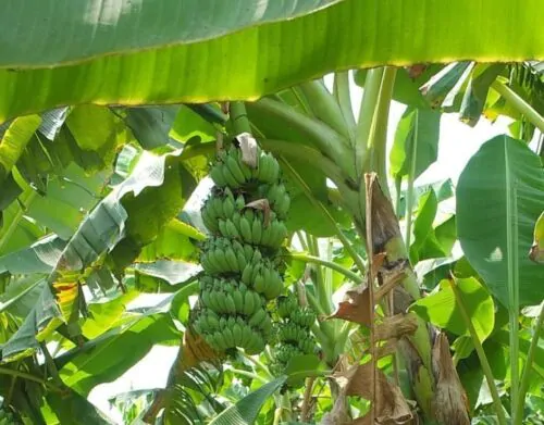Musa acuminata ssp. acuminata - Banana Tree - Image 3