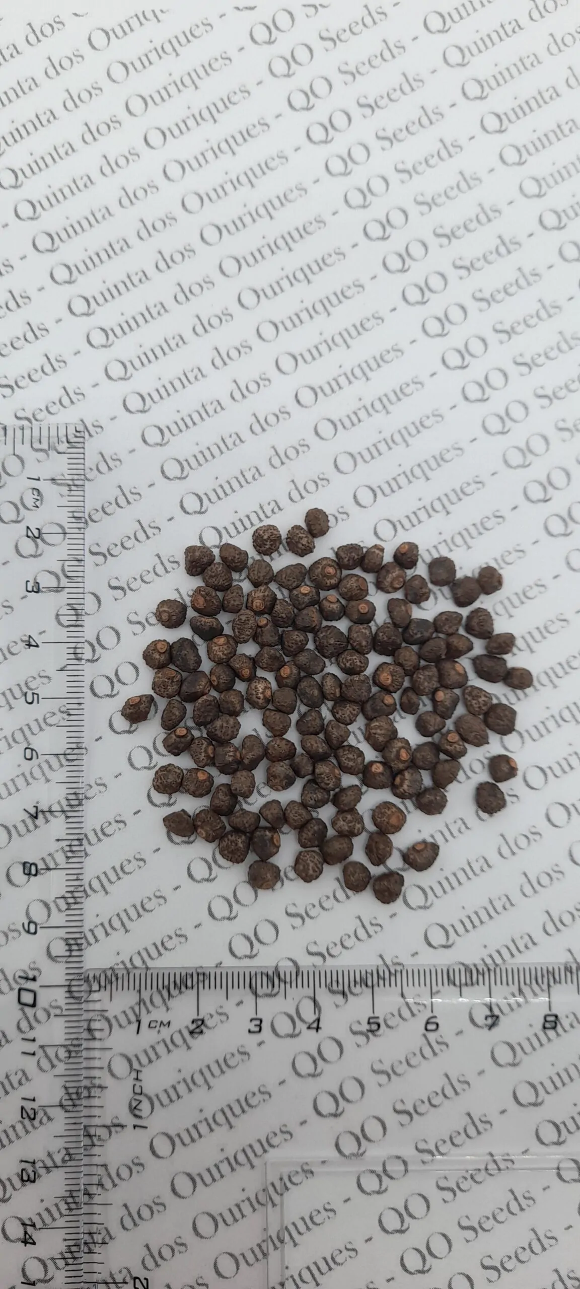 Musa acuminata ssp. acuminata - Banana Tree - Image 4