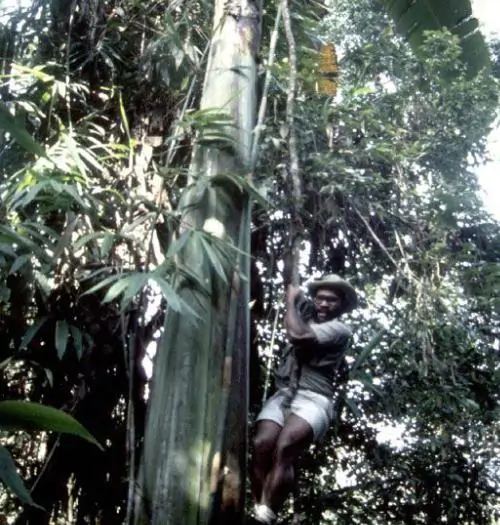 Musa ingens - Giant Highland Banana, Hua Moa Banana - Image 3